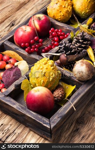 Autumn background with yellow leaves, mushrooms, apples and pumpkin. Autumn still life with pumpkin, apple, mushrooms