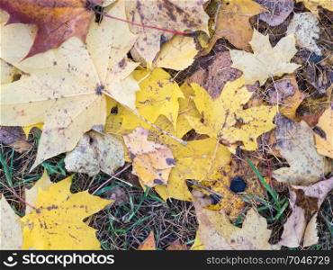 Autumn background with yellow maple leaves on the ground