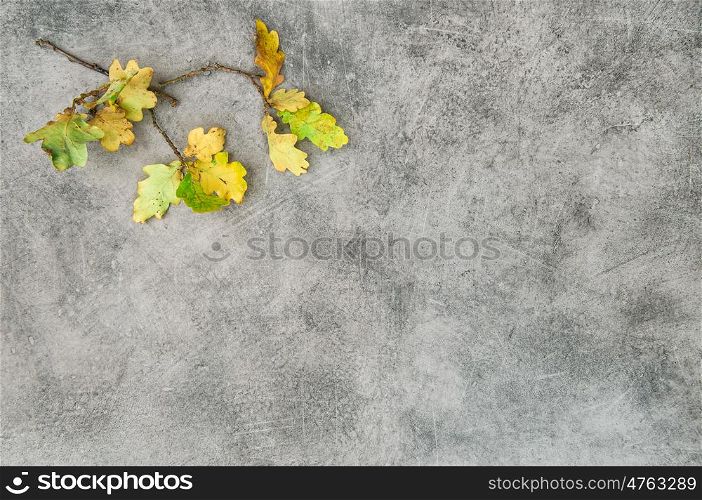 Autumn background. Yellow oak leaves on grey stone texture