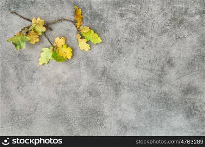 Autumn background. Yellow oak leaves on grey stone texture