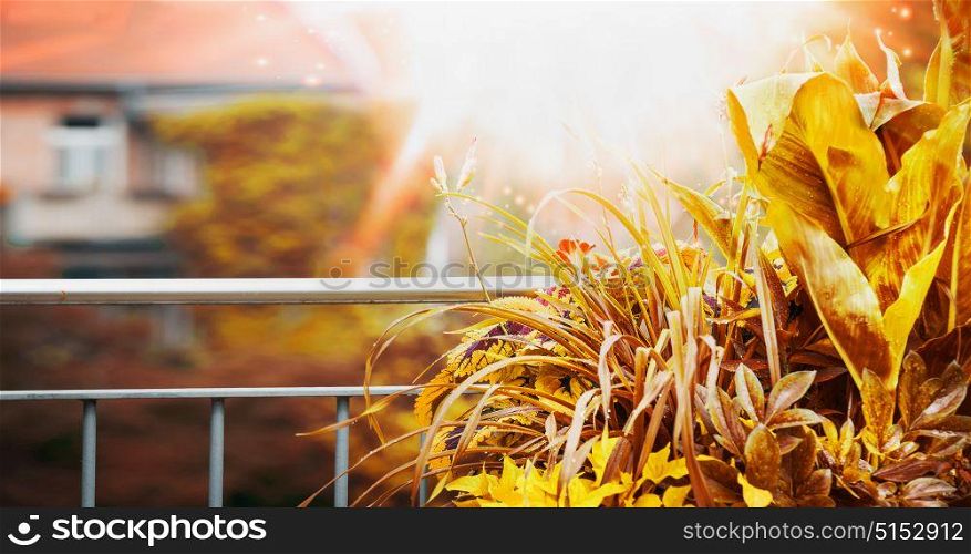Autumn Balcony and terrace plant with sunbeam at city background