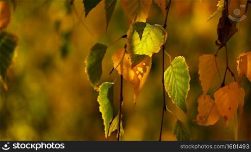 Autumn. Beautiful colorful leaves on trees in autumn time. Natural seasonal color background. 
