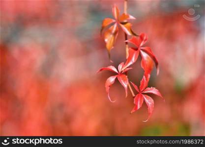 Autumn. Beautiful colorful leaves on trees in autumn time. Natural seasonal color background.