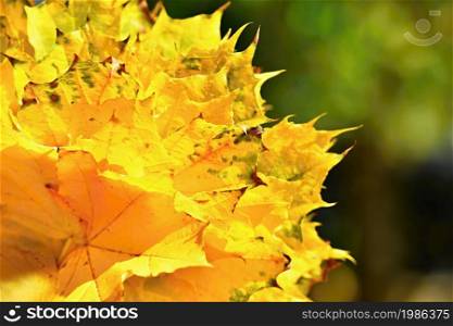Autumn. Beautiful colorful leaves on trees in autumn time. Natural seasonal color background.