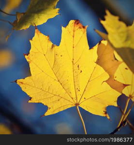 Autumn. Beautiful colorful leaves on trees in autumn time. Natural seasonal color background.