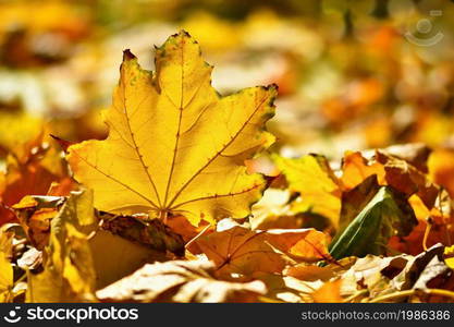 Autumn. Beautiful colorful leaves on trees in autumn time. Natural seasonal color background.