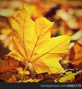 Autumn. Beautiful colorful leaves on trees in autumn time. Natural seasonal color background. 