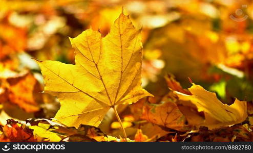 Autumn. Beautiful colorful leaves on trees in autumn time. Natural seasonal color background. 