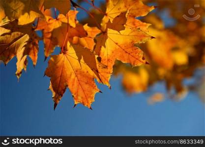 Autumn. Beautiful colorful leaves on trees in autumn time. Natural seasonal color background for fall. 