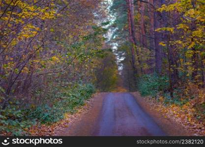 Autumn beautiful landscape with empty rural road. Autumn forest with orange and red leaves. Forest with lots of warm sunshine. Autumn trees in the forest in Europe. Scenic forest at sunset in autumn