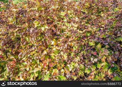 Autumn beautiful natural colors background