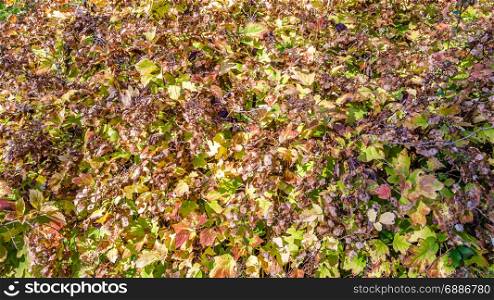 Autumn beautiful natural colors background