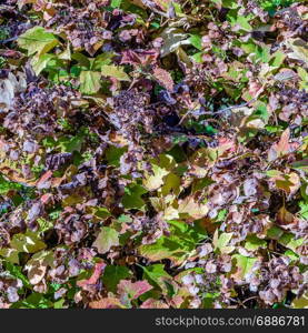 Autumn beautiful natural colors background