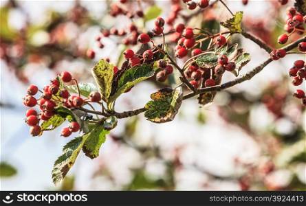 Autumn beauty in nature. Rowan berries in the fall in natural setting