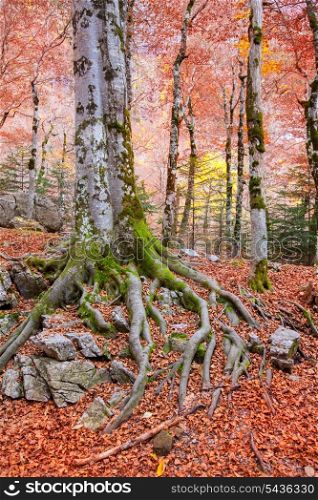 Autumn beech fall forest in Pyrenees Valle de Ordesa Huesca Spain
