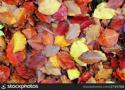 autumn beech forest leaves yellow red golden floor colorful