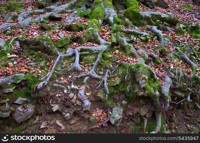 Autumn beech tree forest roots in Pyrenees Valle de Ordesa Huesca Spain