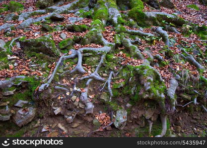 Autumn beech tree forest roots in Pyrenees Valle de Ordesa Huesca Spain