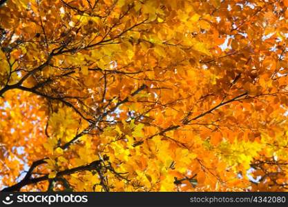 autumn beech trees (closeup) in autumn city park
