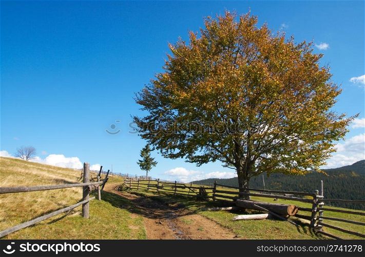 Autumn big beech-tree near Carpathian country outskirts roud (Ukraine).