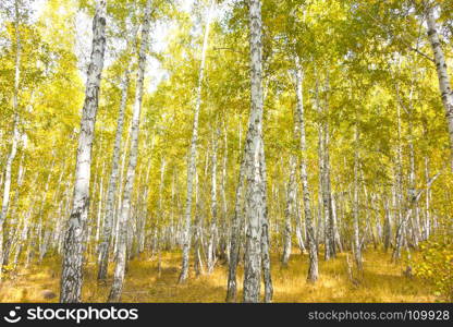 autumn birch forest