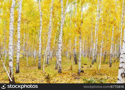 autumn birch forest