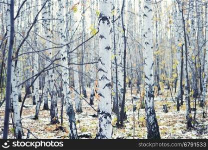 autumn birch forest