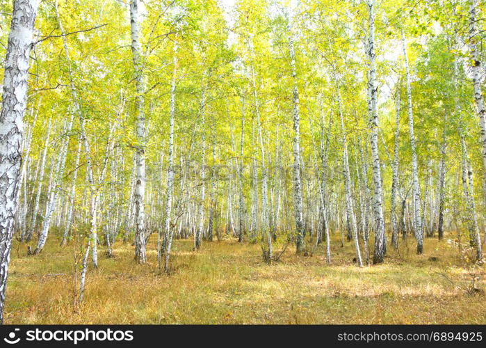 autumn birch forest