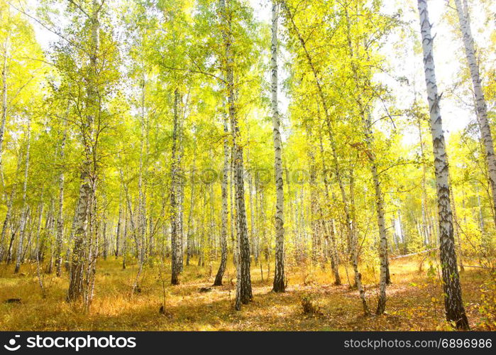 autumn birch forest