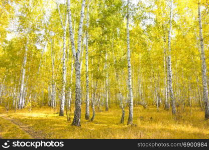 autumn birch forest