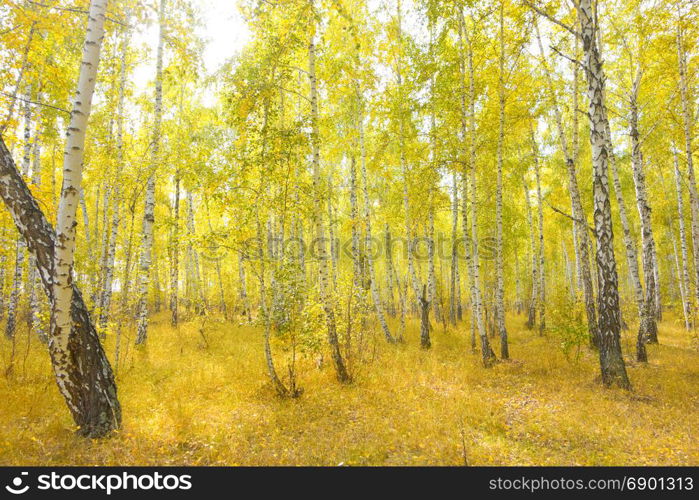 autumn birch forest