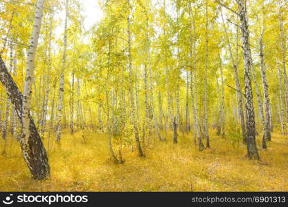 autumn birch forest