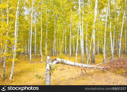 autumn birch forest