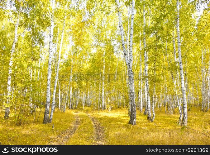 autumn birch forest