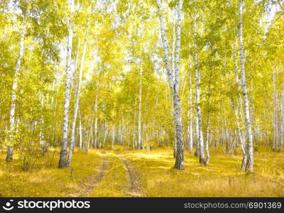 autumn birch forest