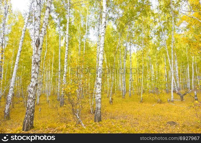 autumn birch forest