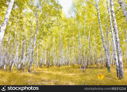 autumn birch forest