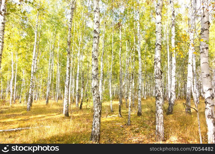 autumn birch forest