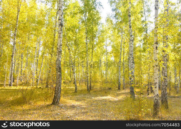 autumn birch forest