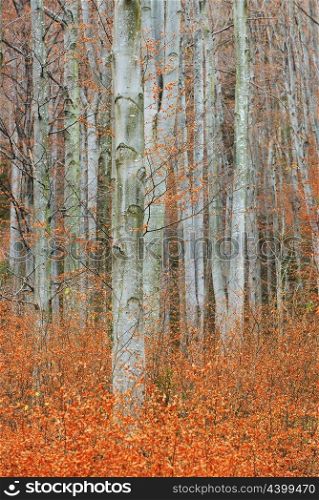 Autumn Birch grove in forest
