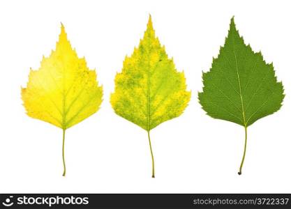 Autumn birch leaves isolated on white