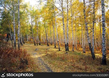 autumn birch trees forest