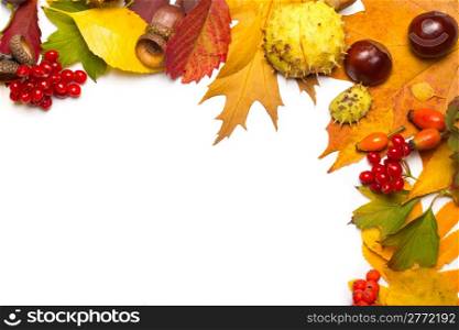 autumn border - acorn, chestnut, viburnum, rowan, briar and multicolored leaves