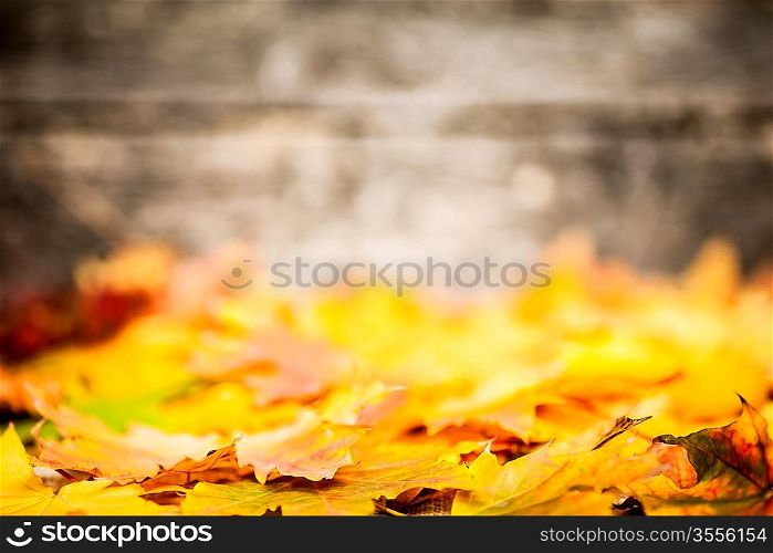 Autumn border from yellow maple leaves on old wooden background. Very shallow depth of field