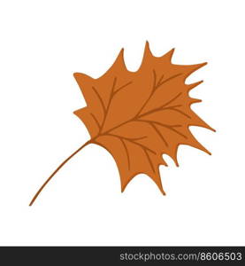 autumn botanical illustration maple leaf. botanical illustration of a maple leaf in orange