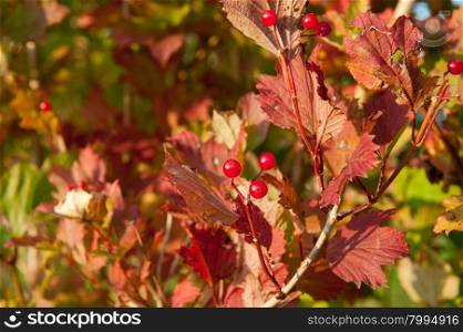 Autumn branch of red viburnum berry with red leaves