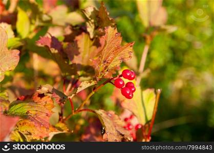 Autumn branch of red viburnum with red leaves
