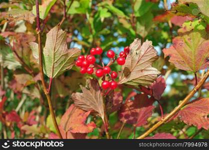 Autumn branch of red viburnum with red leaves