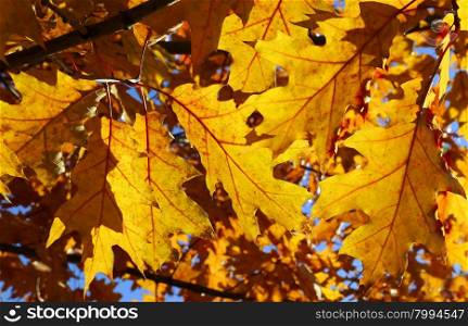 Autumn branch with bright leaves and sunligh