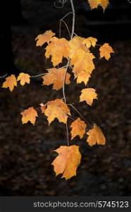 autumn branche with some orange leaves at night